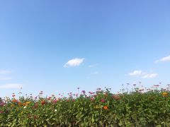 -莲花山花海