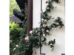 -郭庄茶室