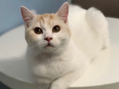 -喵的天空名猫咖啡馆·撸猫·猫舍·用品