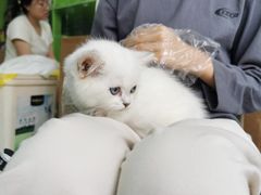 -唐小姐の猫狗洗护·购宠旗舰店(周浦万达店)