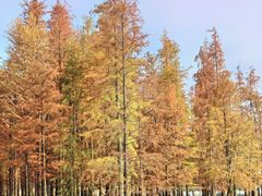 -白鹭湾湿地公园