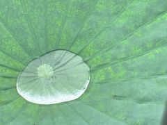 -泗洪洪泽湖湿地景区