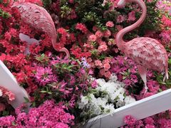 -深圳仙湖植物园