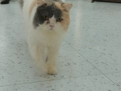 -喵园·猫主题咖啡厅·撸猫·猫咖(国贸店)