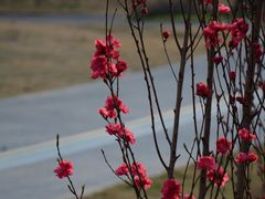 -三圣花乡旅游区