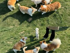 -趣玩宠物乐园寄养训犬训狗游泳池