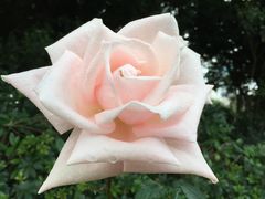 -人民公园(罗湖区)