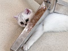 -共舞时光猫咖·狗咖(新街口店)