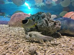 -北戴河圣蓝海洋公园