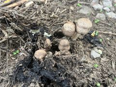 -北京群众马术培训基地