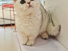 -三花喵·撸猫购宠·宠物生活馆(虹桥南丰城店)