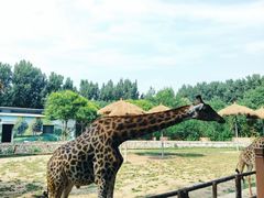 -北京野生动物园