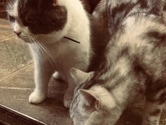 -猫咪博物馆(顶澳仔猫街店)