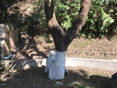 -天鹿湖森林公园