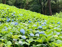 -临平公园(临平街道)