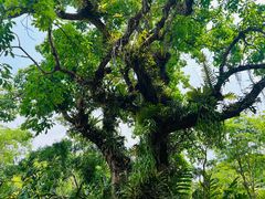 -中国科学院西双版纳热带植物园
