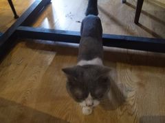 -万小咖.猫咖(中山路天虹店)