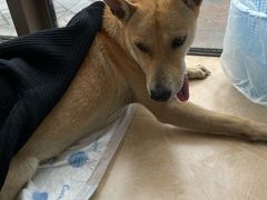 -灵美宠物诊所