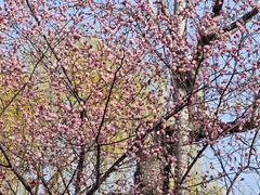 -桃花堤公园