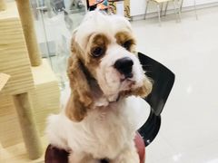 -汪小喵宠物·戴维斯乐芳希施宠馨宝皮毛调理洗护店
