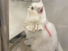 -共舞时光猫咖·狗咖(新街口店)