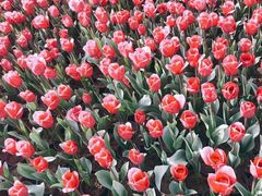 -南通洲际绿博园