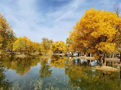 -金塔沙漠胡杨林景区