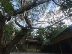 -海南槟榔谷黎苗文化旅游区