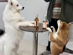 -共舞时光猫咖·狗咖(新街口店)