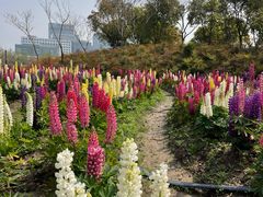 -春花秋色城市公园