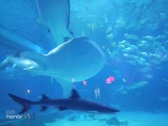 -烟台海昌鲸鲨海洋公园