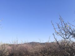 -香雪海