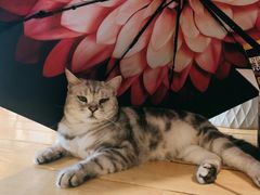 -Cappucimeow猫咪咖啡馆(韦伯时代店)