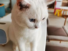 -泰国佛·塔罗·泰牌狐仙古曼