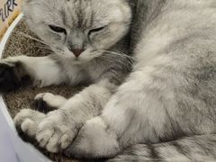 -喵的天空名猫咖啡馆·撸猫·猫舍·用品