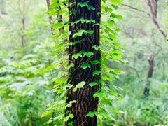 -碓臼峪自然风景区