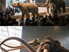 -上海自然博物馆