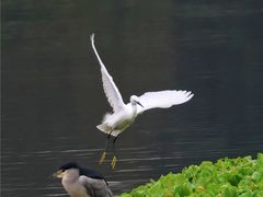 -重庆彩云湖湿地公园
