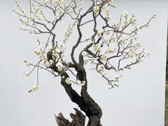 -杭州植物园