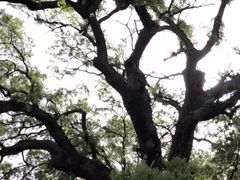 -新安江山水画廊风景区