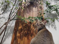 -喵屿·大理花园猫咖