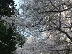 -中国银行(上海市新闸路支行)