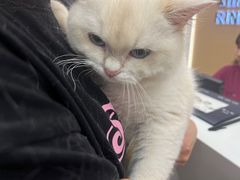 -瑞派康怡24h宠物医院·犬猫医疗中心·微创绝育(瑞景分院)