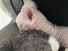 -北京观赏动物医院·24小时大型综合·猫专科·异宠专科