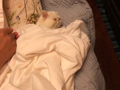 -猫大福·Fortune Cat猫舍(百子湾店)