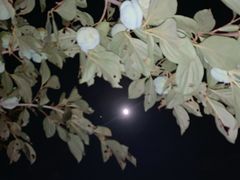 -甲丁酒肆.特色烧鸟