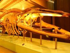 -墨尔本博物馆(Melbourne Museum)
