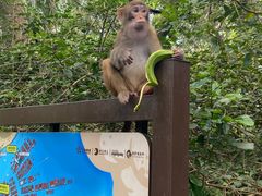 -南湾猴岛+椰田古寨一日游