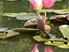 -莲花池公园