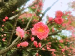 -温江公园
